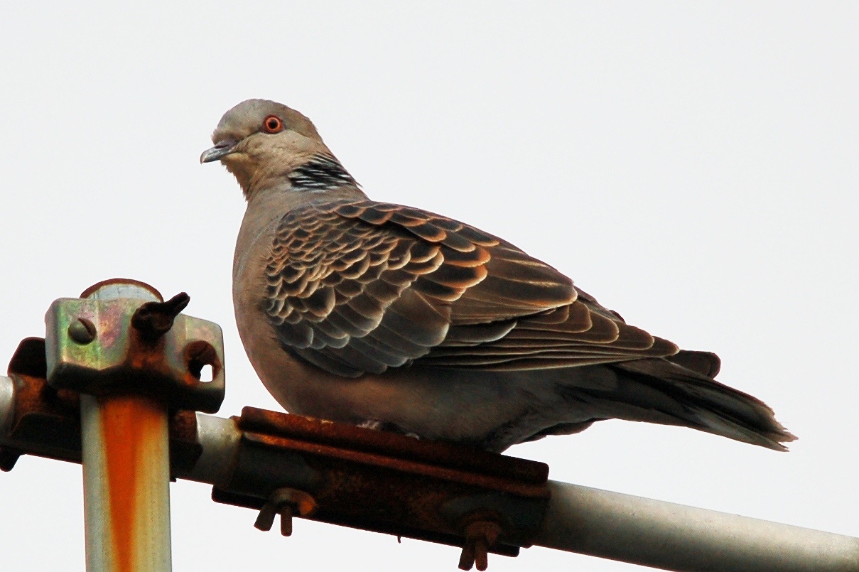 ESD藤田の野鳥図鑑 ESD藤田の野鳥図鑑