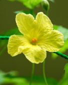 ゴーヤーの花