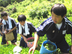 新茶摘み