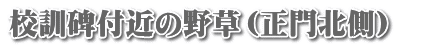 ZPt߂̖쑐ikj  